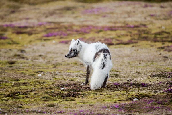 Bahar tundrasında bir kutup tilkisinin fotoğrafı