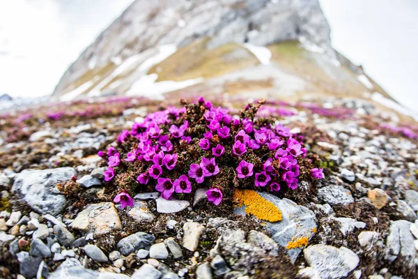 Arktik pembe bahar çiçekleri kayaların üzerinde