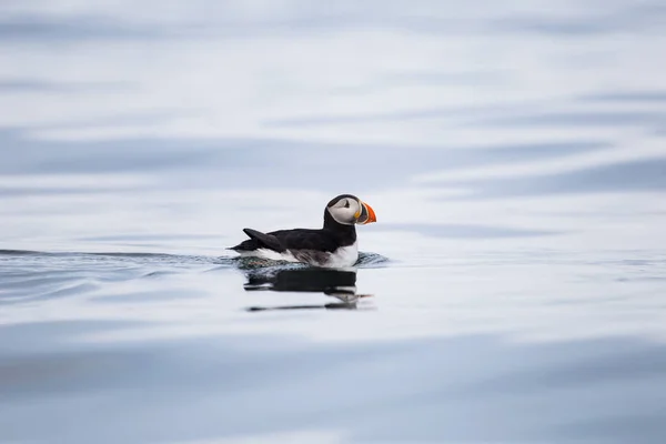 Imagem Puffin Atlântico Nadando Águas Árticas — Fotografia de Stock