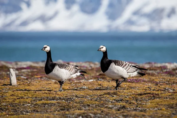 Gansos Macaco Paisagem Ártica Tundra — Fotografia de Stock