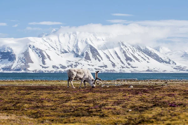 Tundra 'daki tüylü ren geyiğinin fotoğrafı. Arkasında muhteşem bir manzara var.