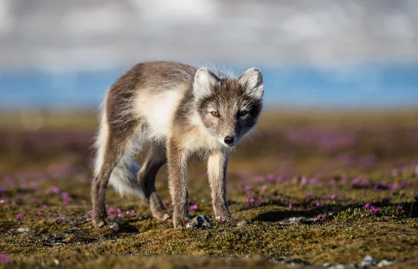 Geweldige Foto Van Schattige Poolvos Het Voorjaar Toendra Landschap — Stockfoto