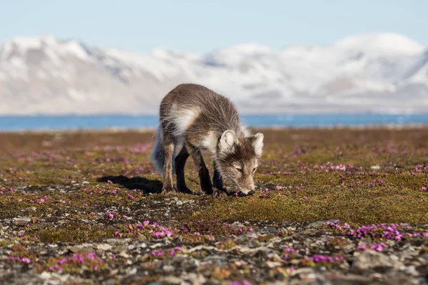 Καταπληκτική Φωτογραφία Του Χαριτωμένο Αρκτική Αλεπού Sniffing Βρύα Τοπίο Τούνδρα — Φωτογραφία Αρχείου