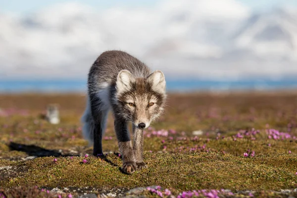 Tundra ilkbaharındaki şirin kutup tilkisinin inanılmaz fotoğrafı.