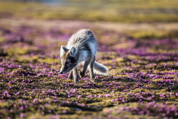 Tundra ilkbaharındaki şirin kutup tilkisinin inanılmaz fotoğrafı.