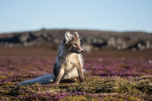 Increíble Foto Lindo Zorro Ártico Paisaje Tundra Primavera —  Fotos de Stock