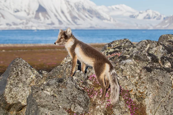 Bahar zamanı tundra manzarasında gezinen değişken kürklü şirin bir kutup tilkisinin fotoğrafı.