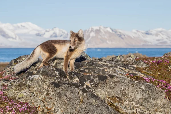 Bahar zamanı tundra manzarasında gezinen değişken kürklü şirin bir kutup tilkisinin fotoğrafı.