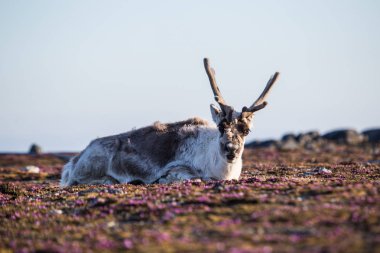 Küçük pembe bahar çiçekleriyle yosunlu bir zeminde uzanan muhteşem büyük bir ren geyiğinin güzel fotoğrafı. 