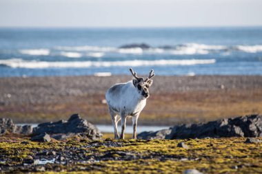 Yosun tutmuş bir zeminde arkasında soğuk deniz olan bir ren geyiğinin muhteşem fotoğrafı.
