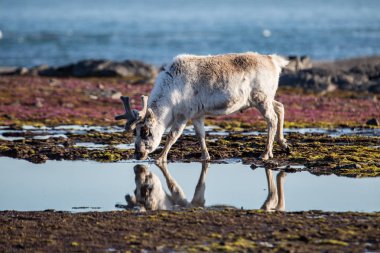 Bahar tundrasında su içmek için eğilen bir ren geyiğinin güzel fotoğrafı.