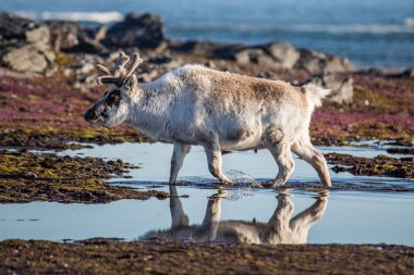 Tundra 'da bahar sularında yürüyen bir ren geyiğinin güzel fotoğrafı.
