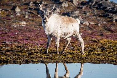 Suyun yanında yosunlu bir zeminde duran ren geyiğinin güzel fotoğrafı.