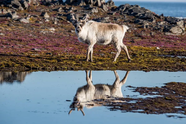 Suyun yanında yosunlu bir zeminde duran ren geyiğinin güzel fotoğrafı. 