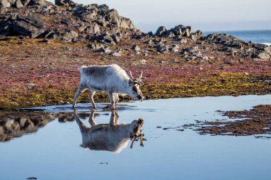 Bahar tundrasında gezinen bir ren geyiğinin güzel fotoğrafı