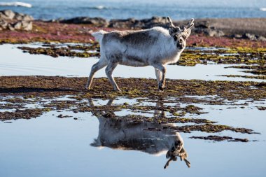 Bahar tundrasında gezinen bir ren geyiğinin güzel fotoğrafı