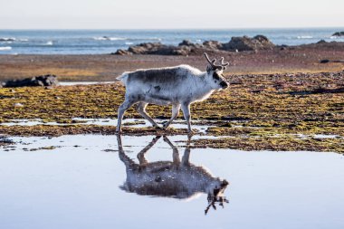 Bahar tundrasında gezinen bir ren geyiğinin güzel fotoğrafı