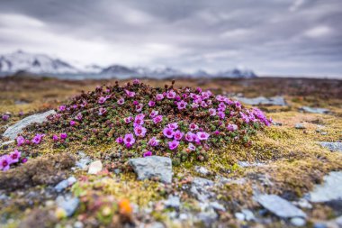 Güney Spitsbergen 'de büyüyen minik pembe çiçekler