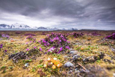 Güney Spitsbergen 'de büyüyen minik pembe çiçekler