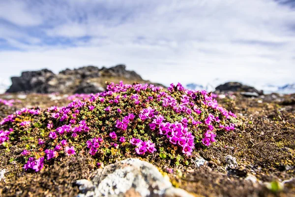 在斯匹次卑尔根南部生长的微小的粉红色花朵 — 图库照片