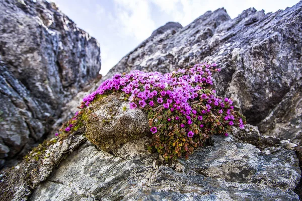 Winzige Rosa Blüten Wachsen Auf Einem Felsen Süden Spitzbergens — Stockfoto