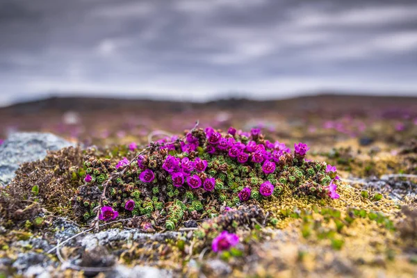 Winzige Rosa Blüten Wachsen Südlichen Spitzbergen — Stockfoto