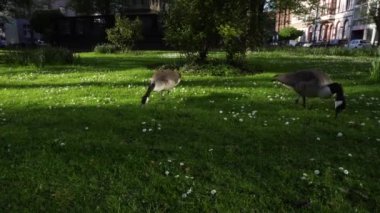 Yeşil çim, şehir ekosistem kavram çim yeme kaz