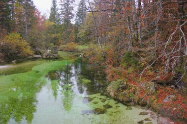 River Sava Ukanc, Bohinj içinde
