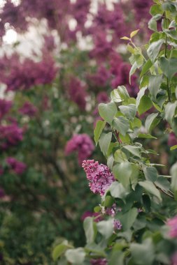 Çiçek leylak çiçek görünümü kapatın