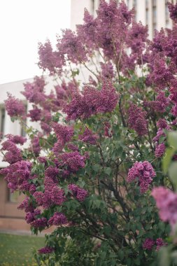 Çiçek leylak açık havada güzel bush