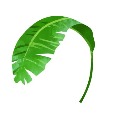 Yeşil muz yaprağı bilgisayar izole beyaz zemin üzerine çizilmiş. Tropikal yaprak.