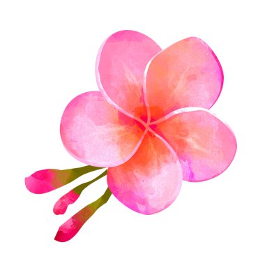 Plumeria çiçek izole beyaz zemin üzerine.