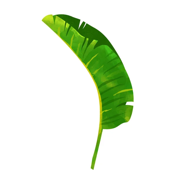 Groene Bananenblad Getrokken Computer Geïsoleerde Witte Achtergrond Tropische Blad — Stockfoto