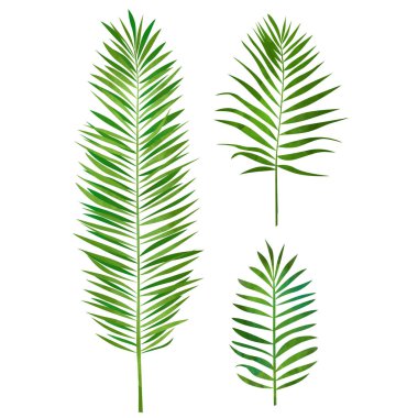 Palmiye yaprağı. Tropikal illüstrasyon izole arka plan üzerinde.
