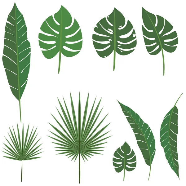 Palm Leafs Diy Set Decoration Design Print Web Nature Exotic — стоковый вектор