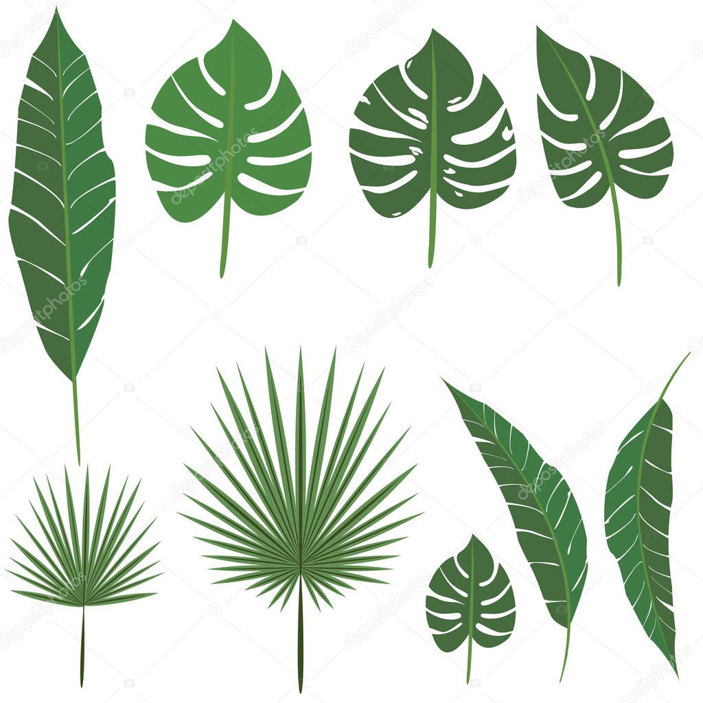 Palm leafs DIY set for decoration , for design print and web , nature exotic elements 
