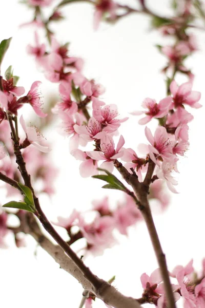 Квітуче Персикове Дерево Свіжі Квіти Навесні — стокове фото