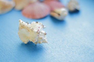 egzotik deniz kabukları mavi bir arka plan üzerinde farklı formlarının bileşimi. üstten görünüm.