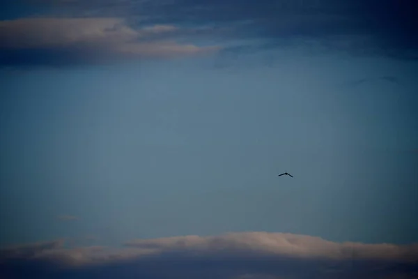 lonely small bird is flying on big heaven, artistic background for loneliness theme
