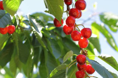 Ağaçtaki taze ve sağlıklı kirazlar.