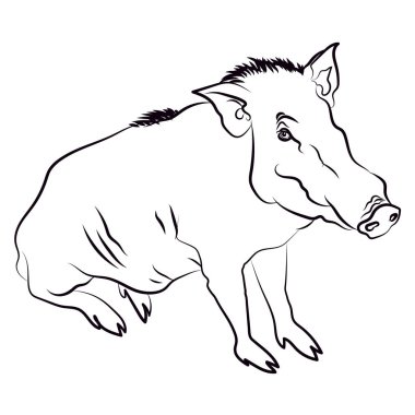 Yaban domuzu silüeti. İzole vektör illustrartion.
