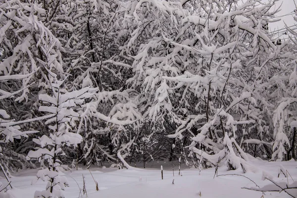 Kış manzarası ile ön planda küçük çam.