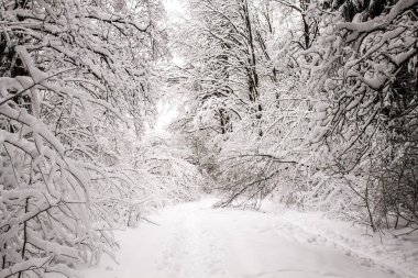 Kış manzarası. Romantik Kış yollar.
