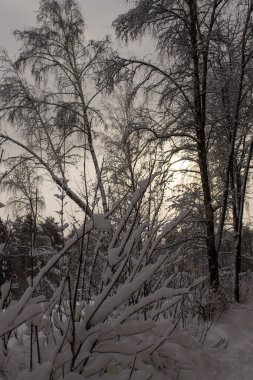 Kış manzarası. Akşam kasvetli gün batımı. Mistik bir atmosfer.