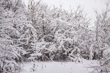 Kış manzarası. Güzel kış manzara orman çalılık içinde.