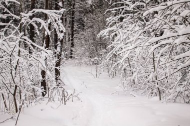 Kış manzarası. Orman yolu.
