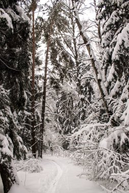 Kış manzarası. Düşen ağaçlar ile yoğun orman.