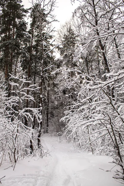 Winter wonders of nature. Tempting path to the winter forest.