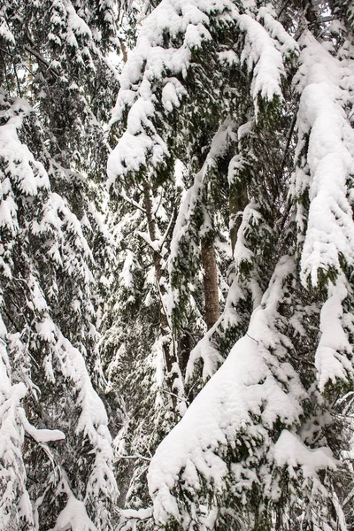 Huge perennial fir trees under snow. Winter landscape.