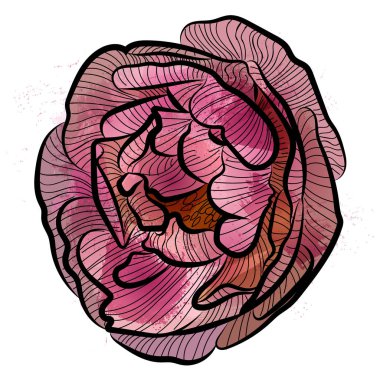 Suluboya doğal gül çiçek. Pembe gül. İzole vektör çizim.